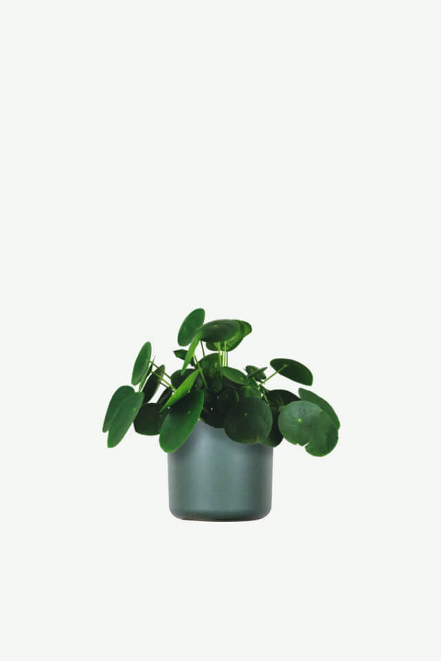 plants-ecommerce-product-featured-img-11 Pilea Peperomioides