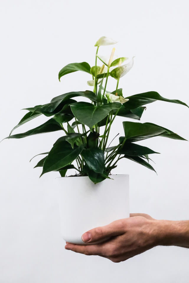 plants-shop-product-gallery-img-1 Golden Pothos Pole - Görsel 2