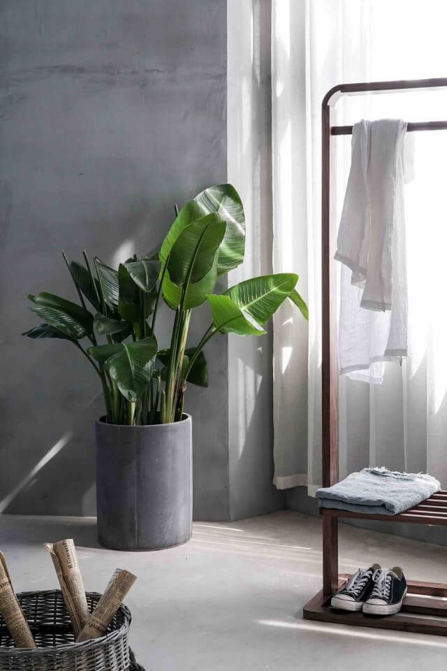 plants-shop-product-gallery-img-12 Bird of Paradise - Görsel 2